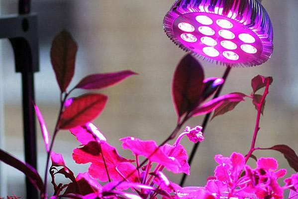 Рослини під фітолампою