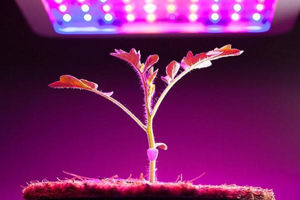 Розсада під фітолампою