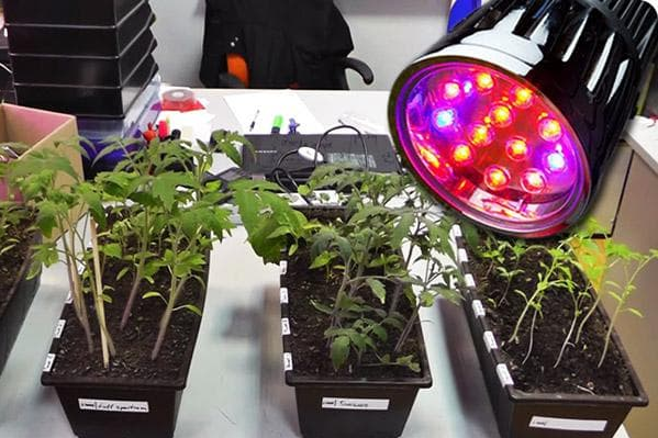 Фітолампа «МініФермер»