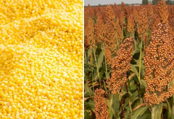 Пшоно і сорго