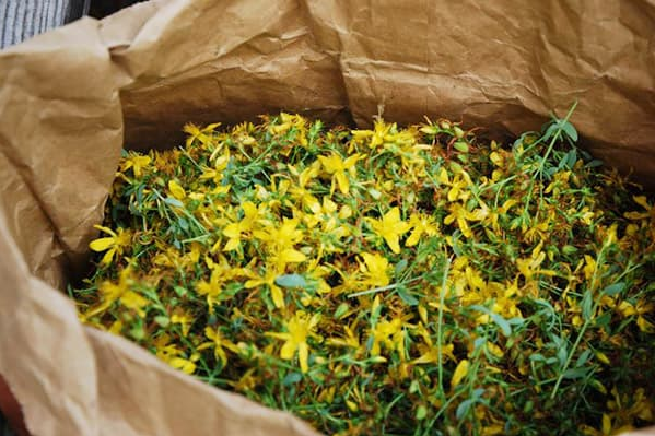 Квітки звіробою