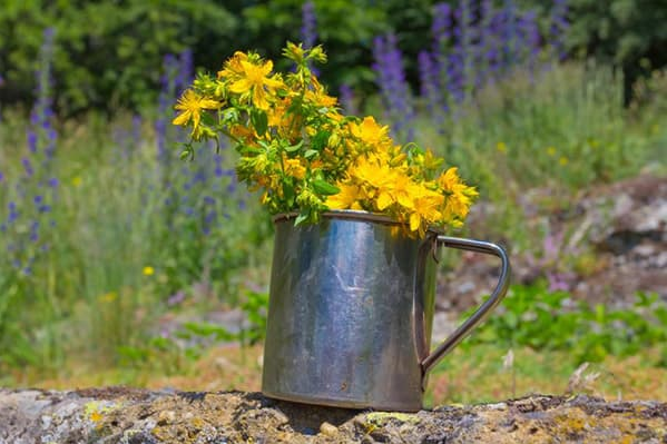 Свіжі квіти звіробою