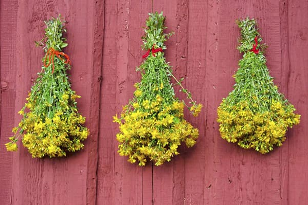 Сушіння звіробою