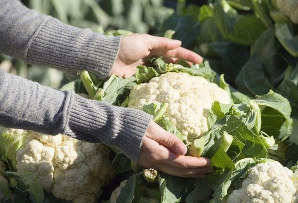 Цвітна капуста збирання врожаю