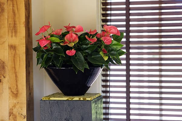 Антуріум біля вікна