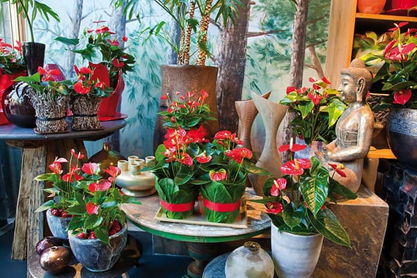 Антуріуми та статуетка Будди