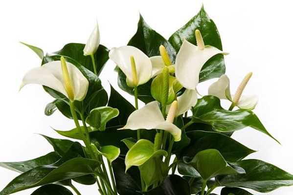 Білий антуріум