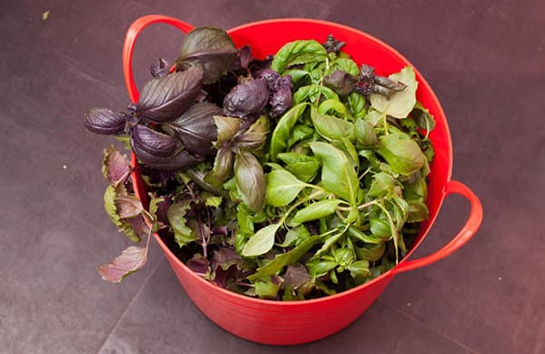 Свіжозібраний базилік