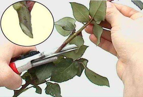 як зрізати троянду