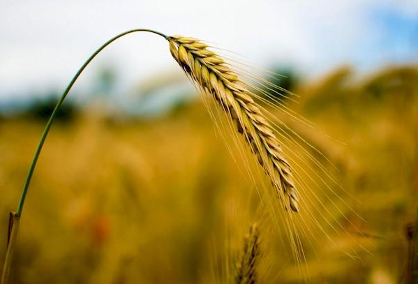 Жито злак Колос