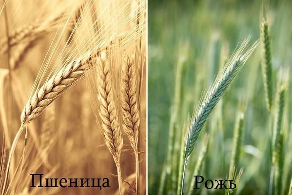 Жито та пшениця