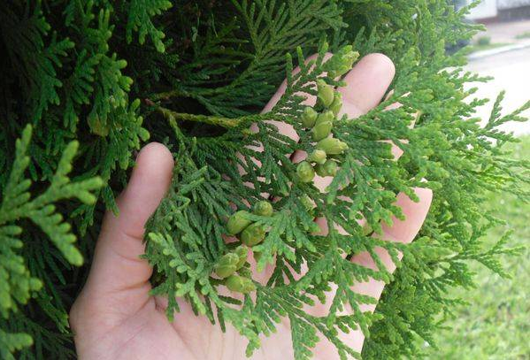 Кімнатний кипарис