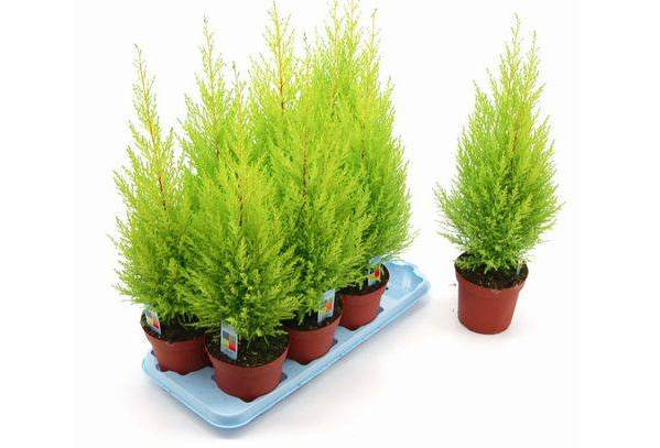 Гібрид купресусу «Голдхрест».