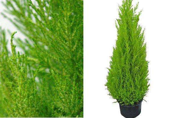 Купресус Голдхрест Вілма