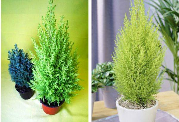 Купресус макрокарпу