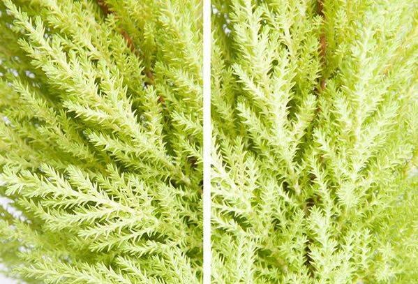 Купресус Голд