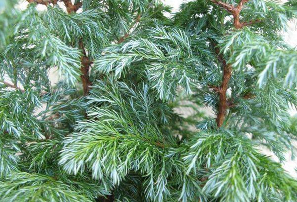 Листя кипарису