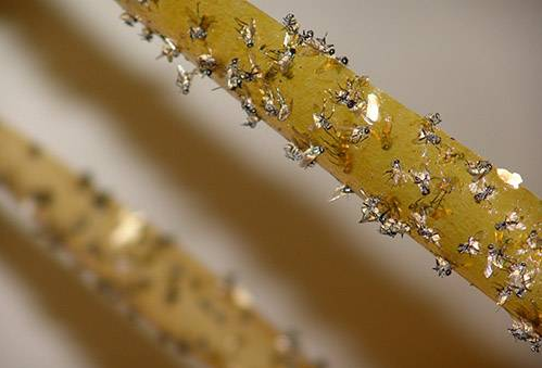 Мухи на липкій стрічці