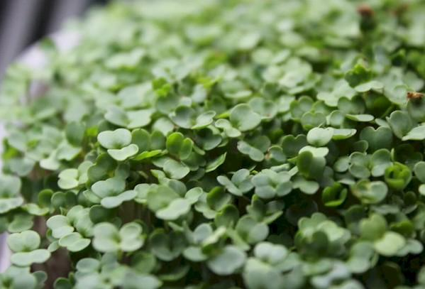 Горох зелень