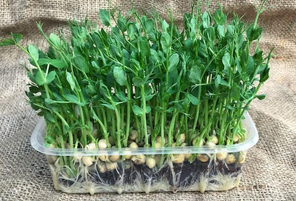 Вирощувати мікрозелень гороху