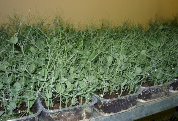 Пророщування насіння