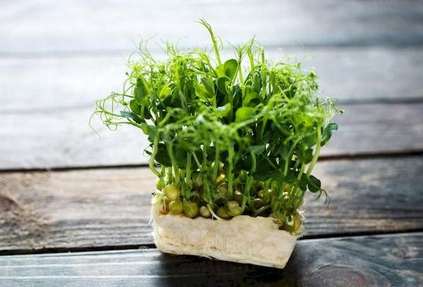 Рослини овочевих культур