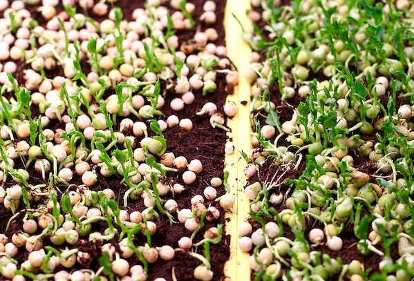 Зерна гороха