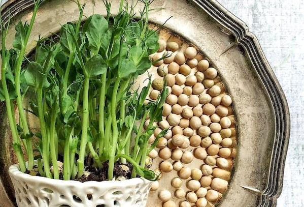 Зерна гороха