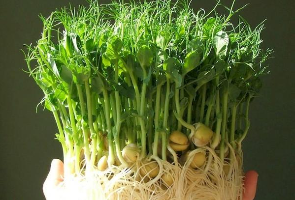 Зерна гороху пророщені у землі