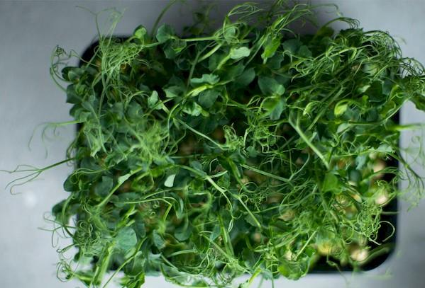 Зерна гороху пророщені у землі