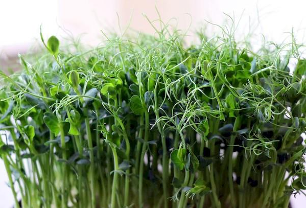 Зерна гороха пророщенные