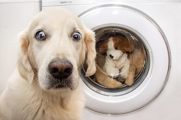 Собака біля пральної машини