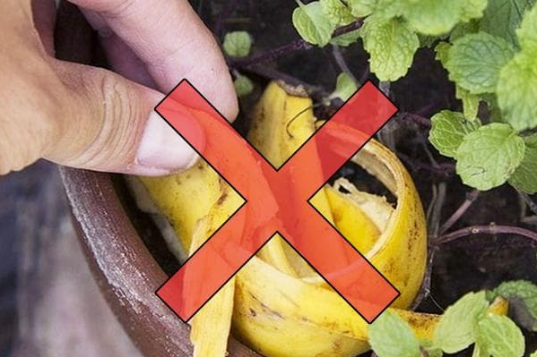 Бананова шкірка в горщику з квіткою