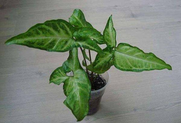 Сингоніум вушкуватий