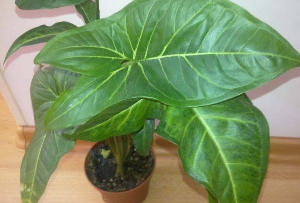 Сингоніум ніжколистий 