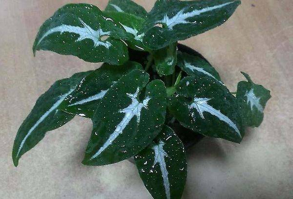 Сингоніум Вендланда