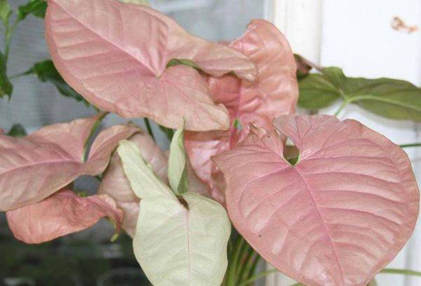 Сінгоніум Регіна ред.