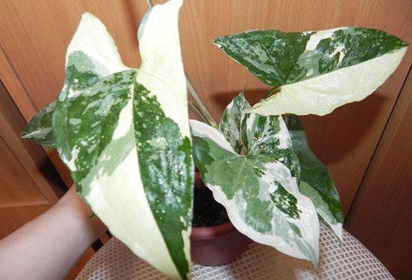 Сингоніум Імперал вайт 