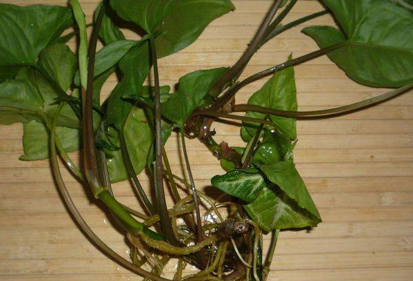 Живці сингоніуму