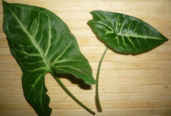 Листки сингоніуму