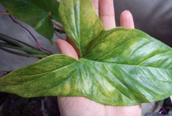 Декоративна ліана жовтіє