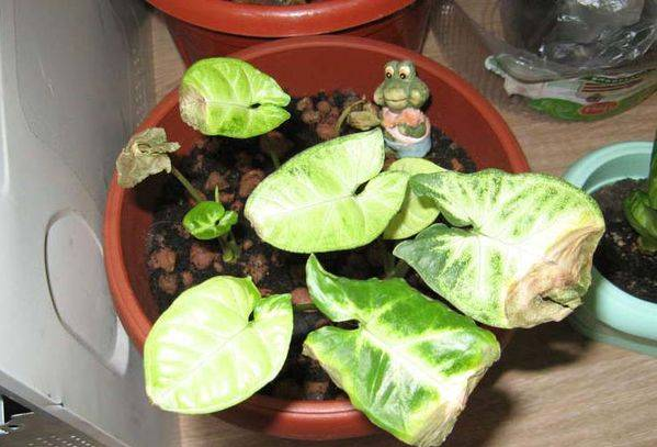 Сохне листя у сингоніуму