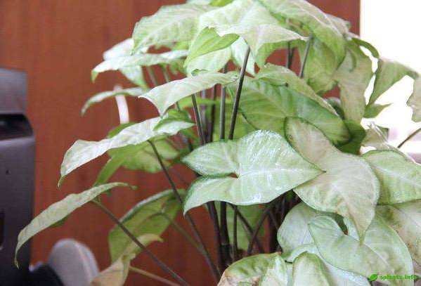 Декоративна ліана