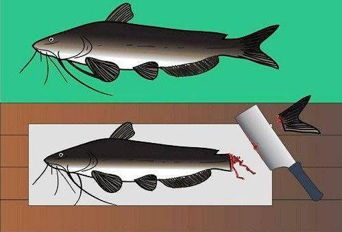 відрізання хвоста сома