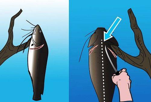 потрошіння риби