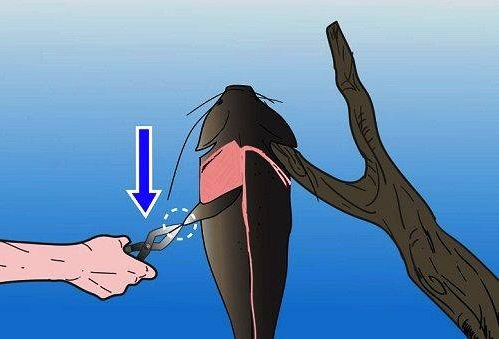 зняття шкіри з риби