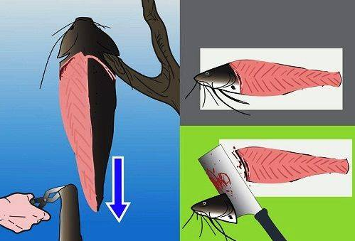 вирізка філе сома