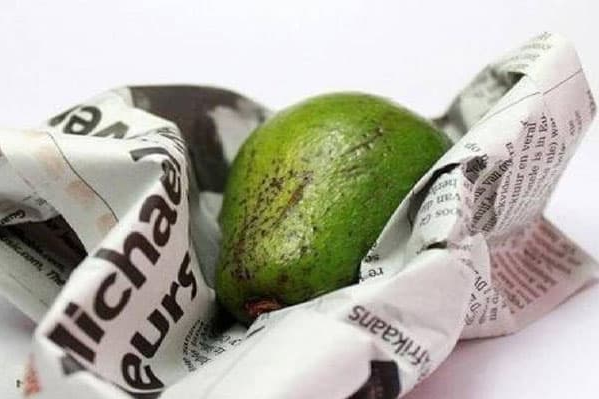 Авокадо у газеті