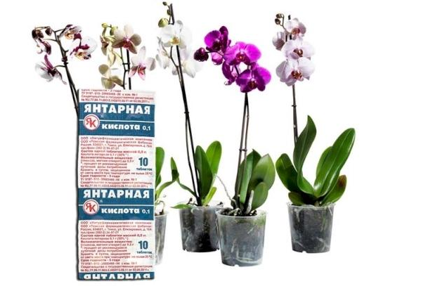 Бурштинова кислота для орхідеї