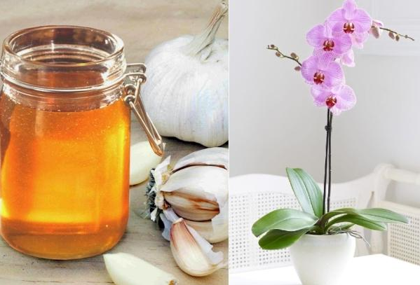 Підживлення орхідеї часником та медом